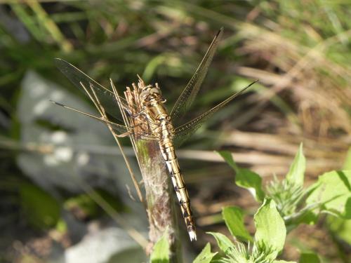 Réf. 269 520 : Orthetrum albistylum